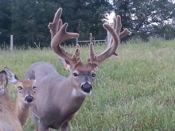 tarzan the trophy captive buck note fence in background